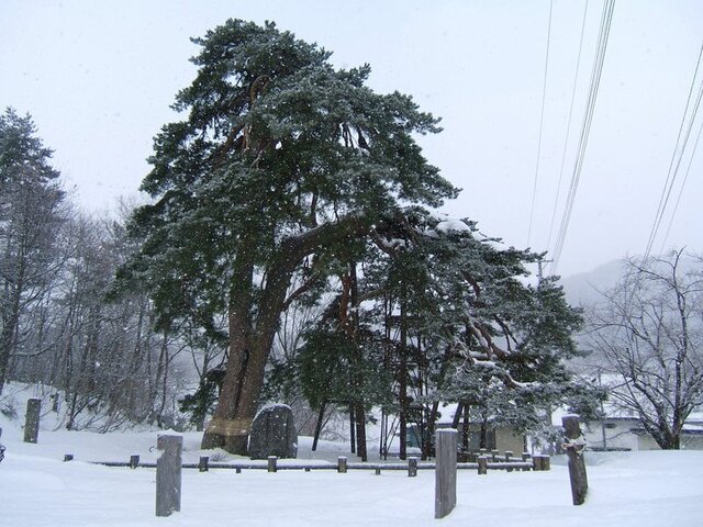 1-相生の松.jpg