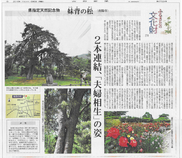 妹背の松(.jpg