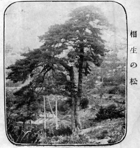 相生の松 大正8年.jpg